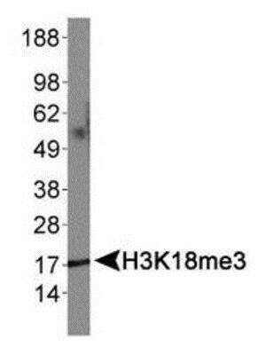Western Blot: Histone H3 [Trimethyl Lys18] AntibodyBSA Free [NB21-1143]